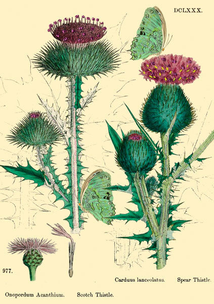 Thistle Glitter Greetings Card by Madame Treacle.